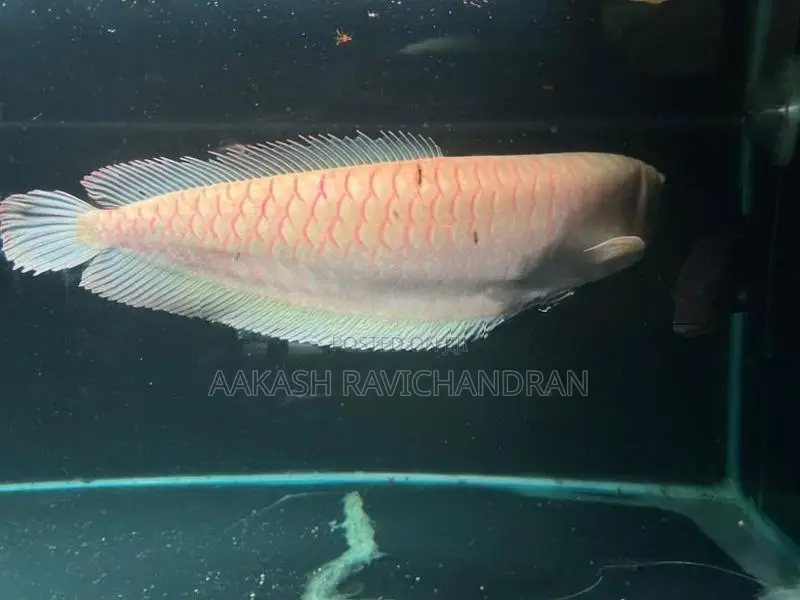 Albino Arowana Fish