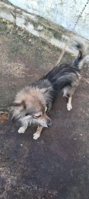 Pomeranian Dog