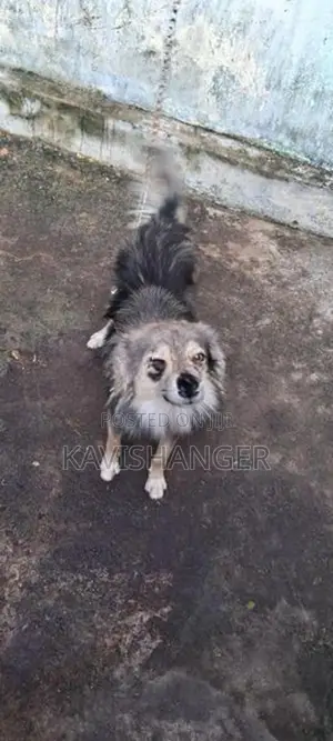 Pomeranian Dog