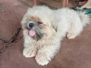 Shih-Tzu Male With Female