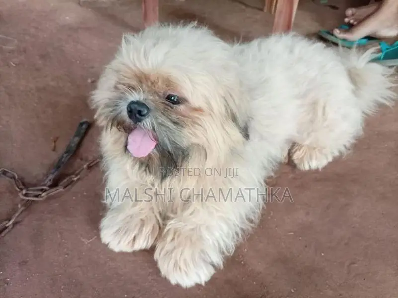 Shih-Tzu Male With Female