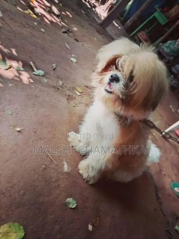 Shih-Tzu Male With Female
