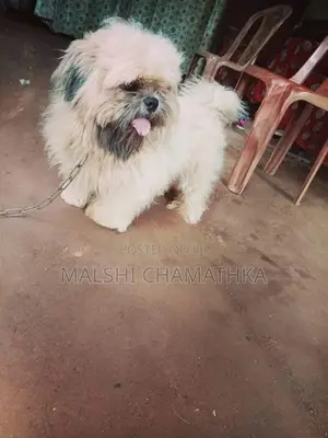 Shih-Tzu Male With Female
