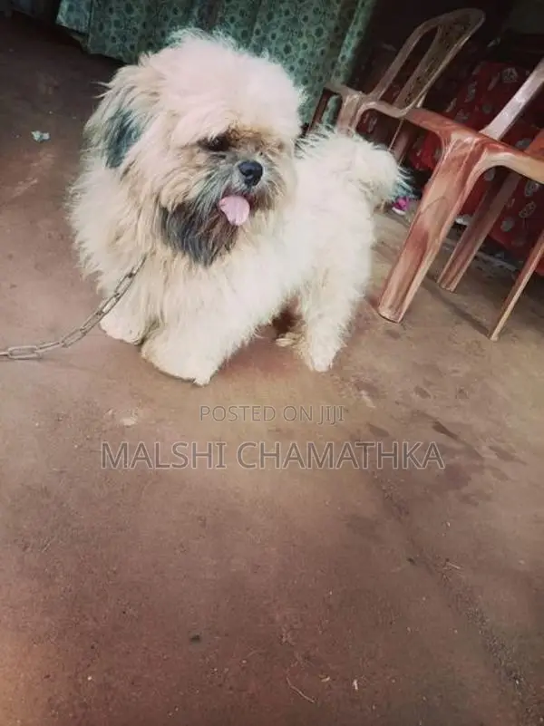 Shih-Tzu Male With Female