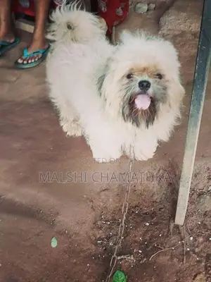 Shih-Tzu Male With Female
