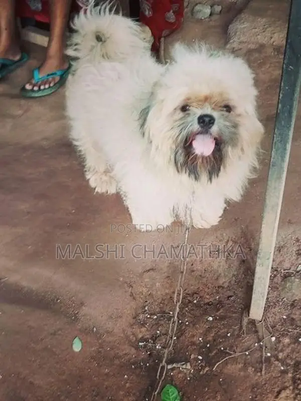 Shih-Tzu Male With Female