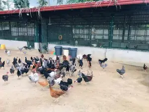Country Chickens