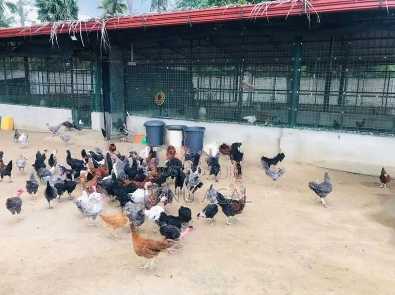Country Chickens
