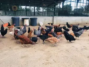 Country Chickens