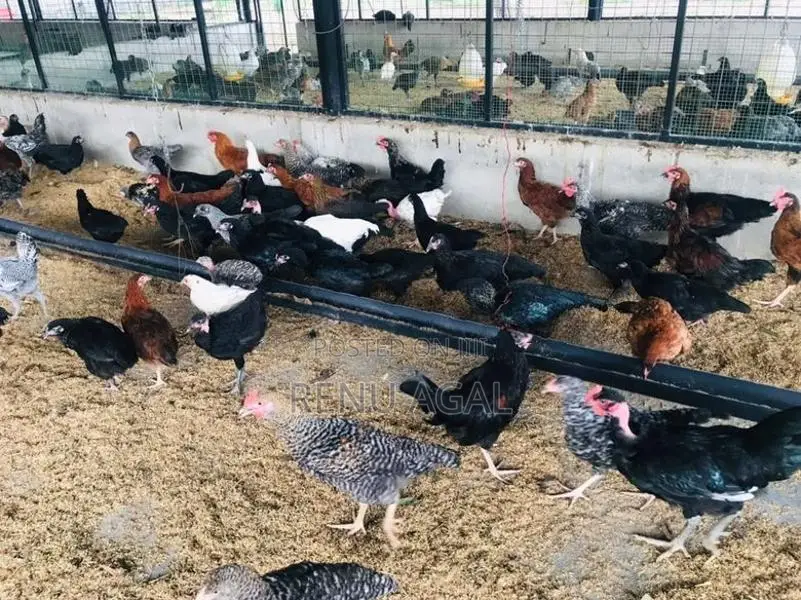 Country Chickens