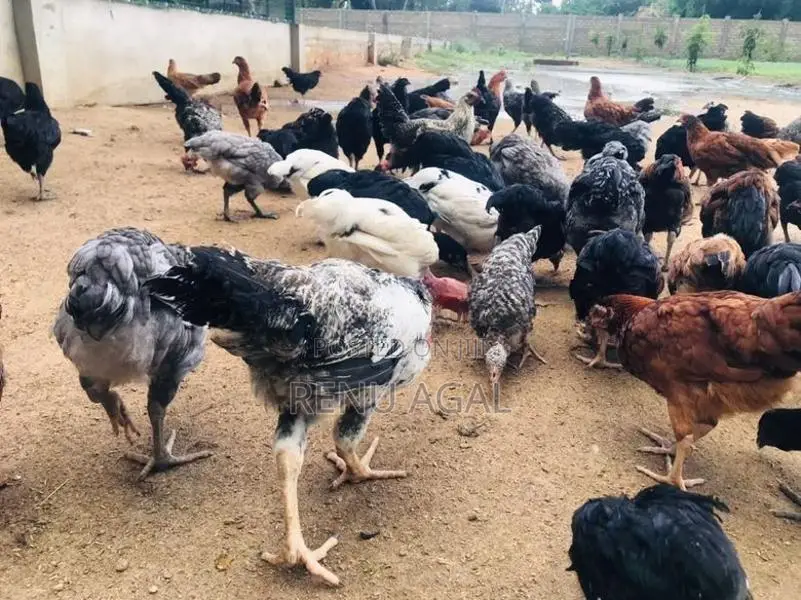 Country Chickens