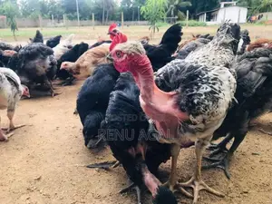 Country Chickens
