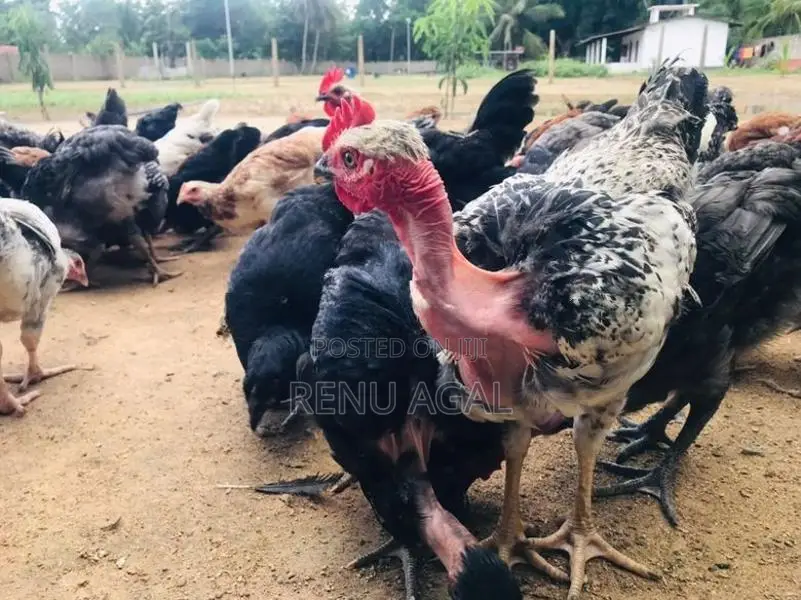 Country Chickens