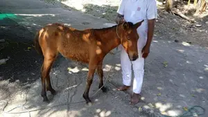 Half Breed Pony Gahanu Patawa