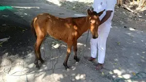 Half Breed Pony Gahanu Patawa