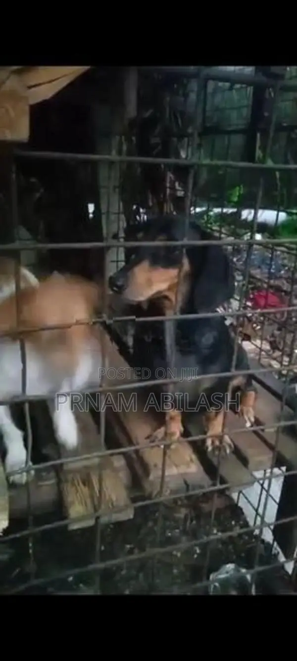 Dachshund Female