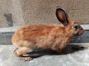 Rabbit