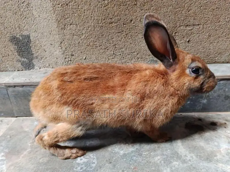 Rabbit
