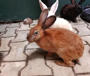 Rabbit