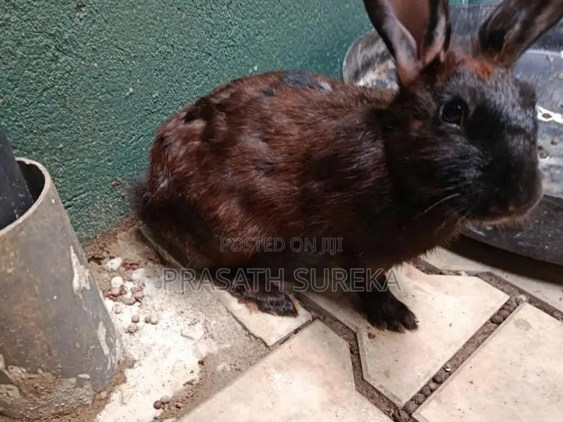 Rabbit