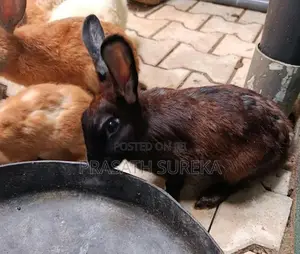 Rabbit