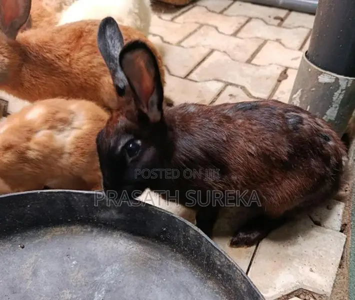 Rabbit