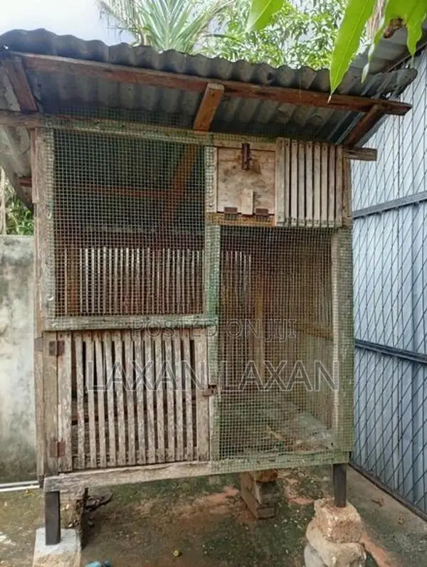 Pigeon Cage