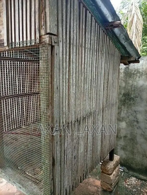 Pigeon Cage