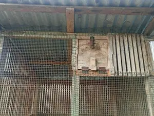 Pigeon Cage