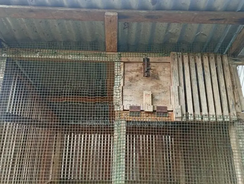 Pigeon Cage