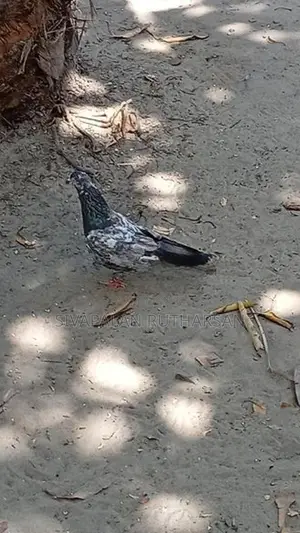 Pigeon