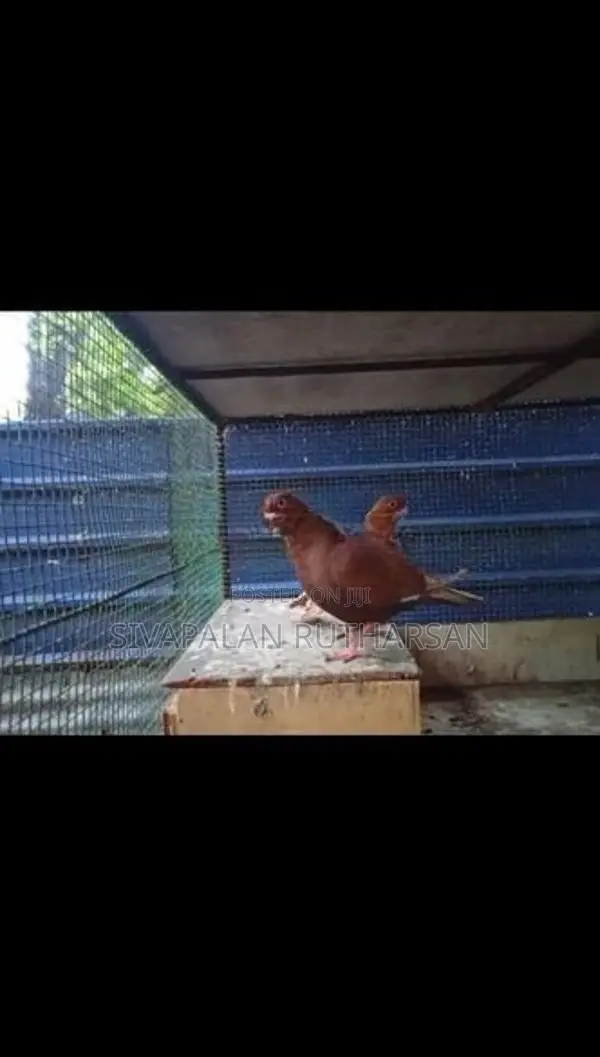 Pigeon