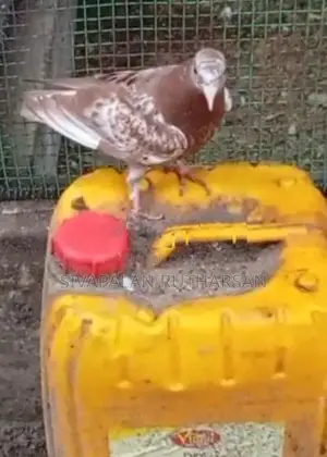 Pigeon