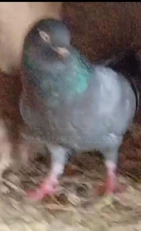 Pigeon