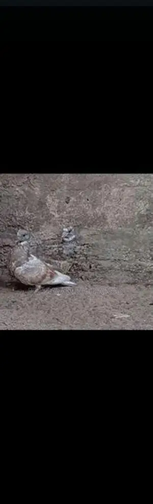 Pigeon