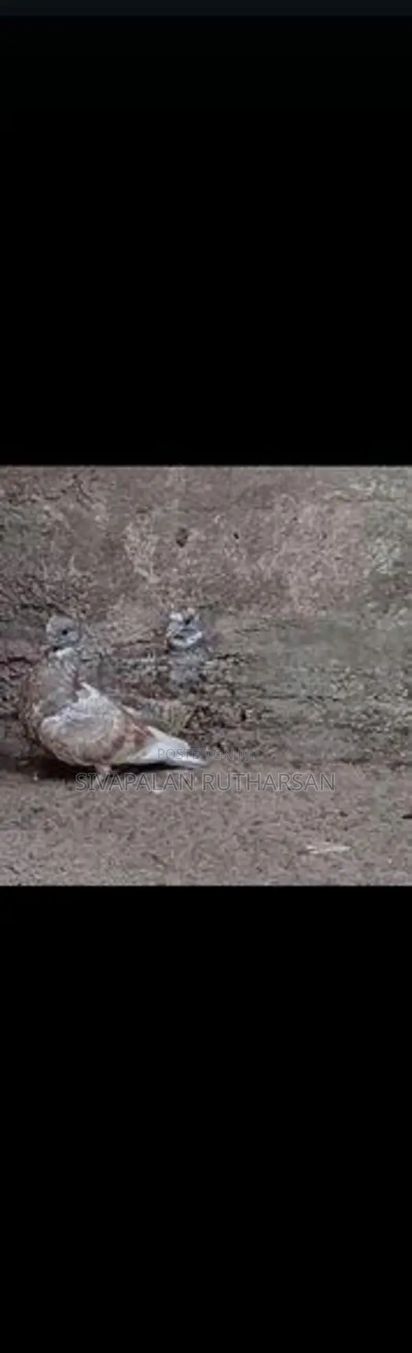 Pigeon