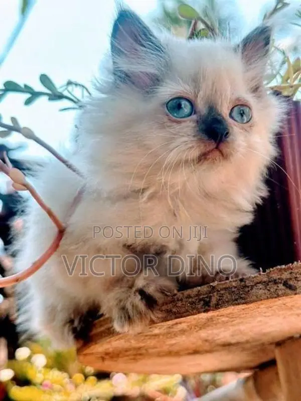 Himalayan