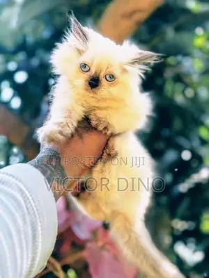 Himalayan