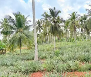 නීරෝගි අන්නාසි පැල .
