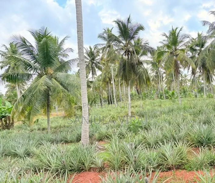 නීරෝගි අන්නාසි පැල .