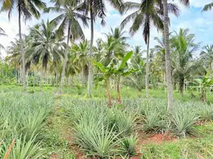 නීරෝගි අන්නාසි පැල .