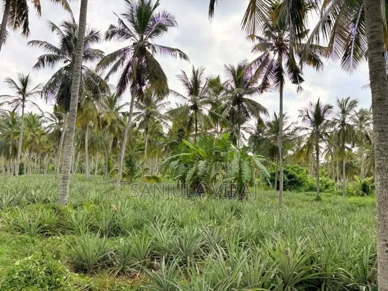 නීරෝගි අන්නාසි පැල .