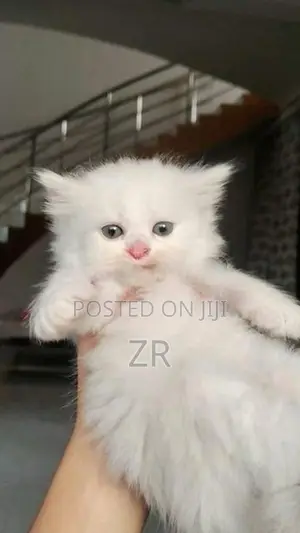 Persian Cat