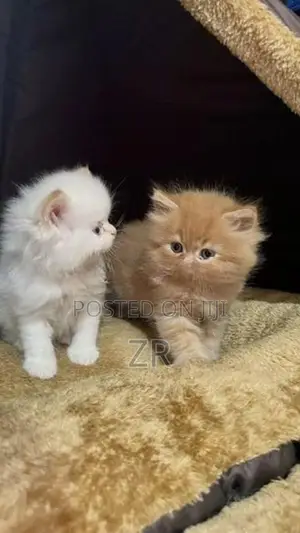 Persian Cat
