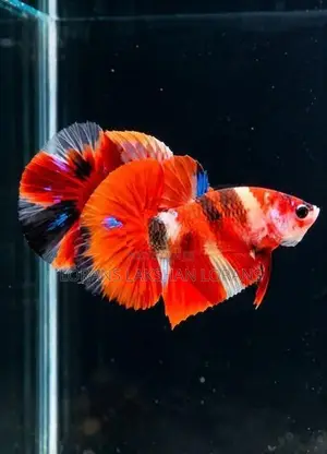 Laka Betta Fish