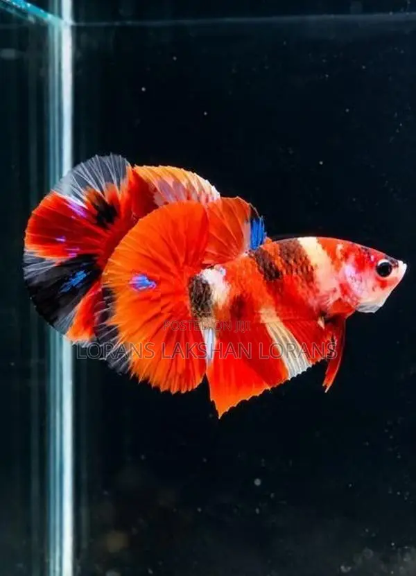 Laka Betta Fish