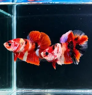 Laka Betta Fish