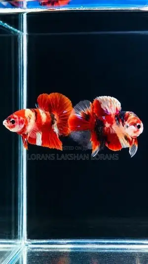 Laka Betta Fish