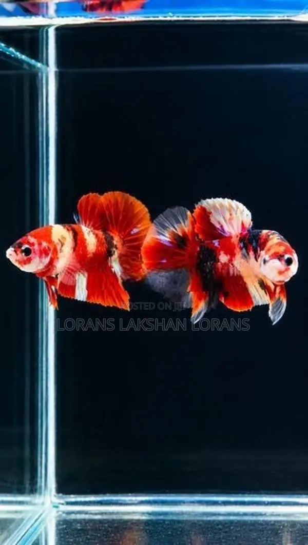 Laka Betta Fish