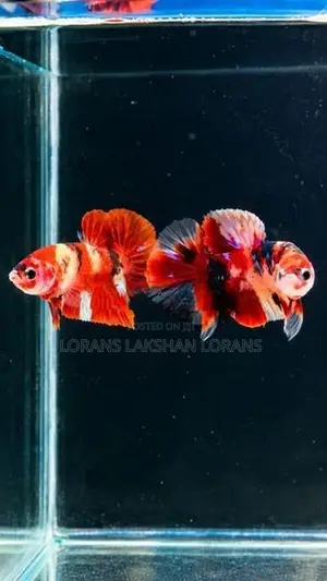 Laka Betta Fish